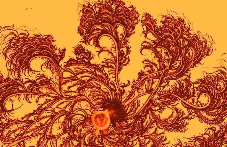 fractal_bacteria_colony